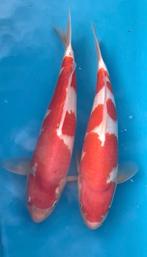 Kohaku 38-40 cm