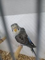 Perruche hagoromo bw, Mâle