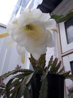 DRIE GROTE STEKKEN VAN EPIPHYLLUM -OXIPETALUM, Huis en Inrichting, Kamerplanten, Overige soorten, Minder dan 100 cm, Bloeiende kamerplant