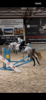 4 jarige springmerrie, Dieren en Toebehoren, Ophalen of Verzenden, Nieuw