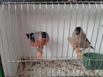 Koppel noorse goudvinken, Dieren en Toebehoren, Vogels | Overige Vogels