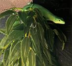 Gastropholis prasina losse vrouw 0.1.0, Dieren en Toebehoren, Hagedis, Tam, 0 tot 2 jaar