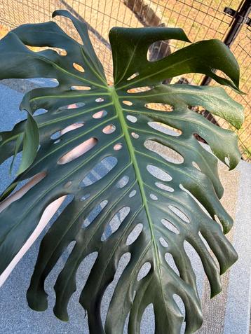 Monstera Deliciosa mint bladstek beschikbaar voor biedingen