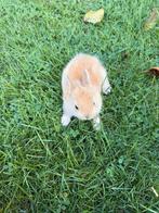DwergKonijn, Dieren en Toebehoren