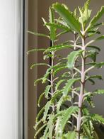 Stekjes mother of thousands, Ophalen