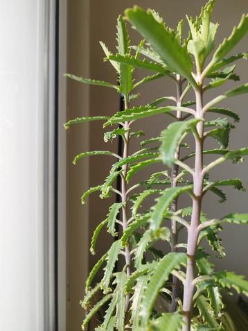 Stekjes mother of thousands  beschikbaar voor biedingen