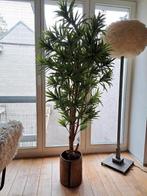 Hoogwaardige kunstmatige dracaena reflexa, 1,80 m., Ophalen, Gebruikt