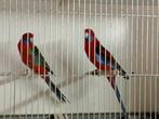 Penant rosellas koppel