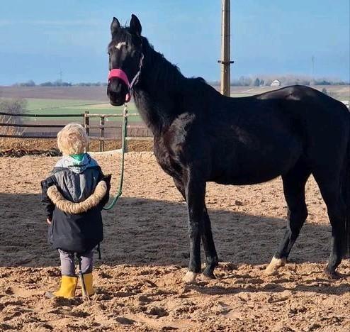 KWPN merrie, Animaux & Accessoires, Chevaux, Jument