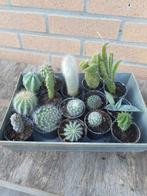 planten, Tuin en Terras, Ophalen of Verzenden, Vaste plant, Overige soorten, Volle zon