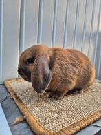 Nederlandse hangoordwerg ram, Dieren en Toebehoren, Konijnen, Mannelijk, Dwerg, Hangoor, 0 tot 2 jaar