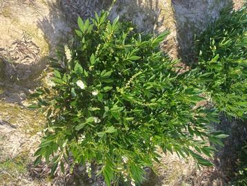 Prunus otto Luycken (riemst) beschikbaar voor biedingen