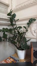 Kamerplant Zamioculcas zamiifolia, Ophalen