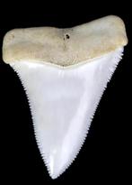 Gezocht!! Witte haaien tand haaientanden, Verzamelen, Mineralen en Fossielen, Verzenden