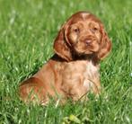 Engelse Cocker pups, Dieren en Toebehoren, België, Reu, CDV (hondenziekte), 8 tot 15 weken