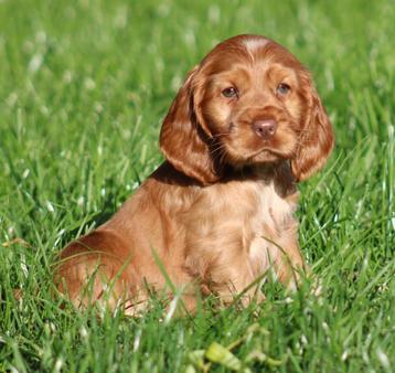 Engelse Cocker pups beschikbaar voor biedingen