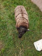 Schaap, Ram , Bok, Schapenbok Bélier, Dieren en Toebehoren, Schapen, Geiten en Varkens, Mannelijk, Schaap, 0 tot 2 jaar
