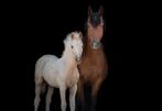 BRP palomino veulen, Gechipt, Niet van toepassing, Springpony, 0 tot 2 jaar