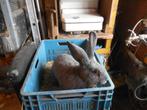 konijn, Dieren en Toebehoren, Mannelijk, Groot, 0 tot 2 jaar