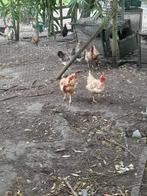 Naakthals kippen, Dieren en Toebehoren, Pluimvee