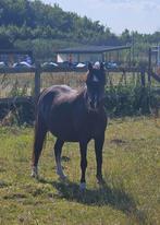 Brave Welsh pony te koop, Merrie, A pony (tot 1.17m), Gechipt, 11 jaar of ouder