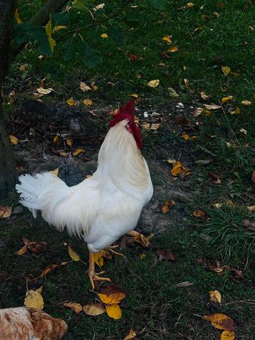  Volwassen Leghorn haan – uitstekende bevruchter – €20  beschikbaar voor biedingen