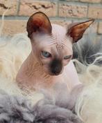 SPHYNX KITTENS BLUE POINT GEBOREN 25 AUGUSTUS, Dieren en Toebehoren, Katten en Kittens | Raskatten | Korthaar, Meerdere dieren