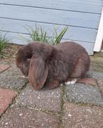 Duitse hangoor chocoladebruin, Mannelijk, Hangoor, 0 tot 2 jaar