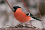 MAJOOR GOUDVINK, Dieren en Toebehoren, Vogels | Overige Vogels, Mannelijk, Geringd