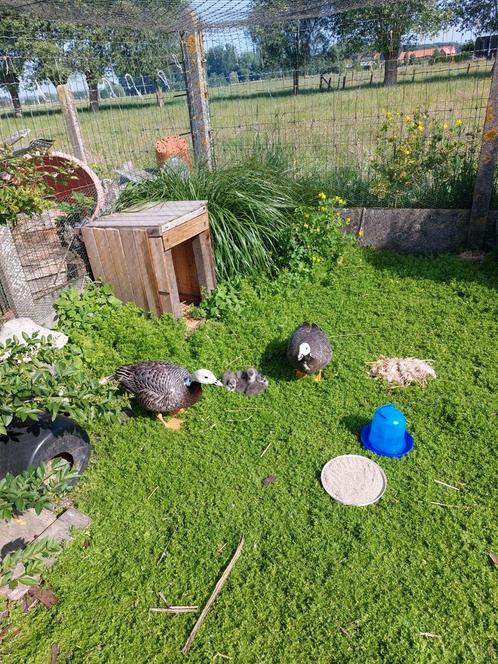 Siereenden - sierganzen, Dieren en Toebehoren, Pluimvee
