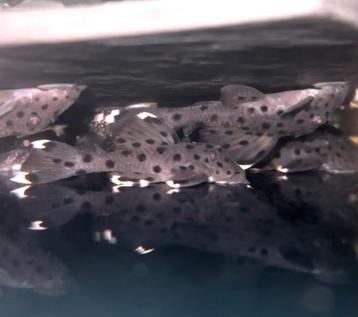 L264 Leporacanthicus Joselimai ﻿ +5 centimeter, Dieren en Toebehoren, Vissen | Aquariumvissen