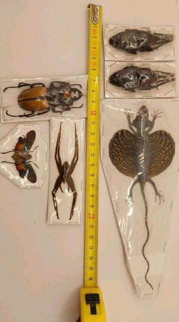 Lot cabinet de curiosités, Enlèvement ou Envoi, Neuf, Autres, Animal empaillé