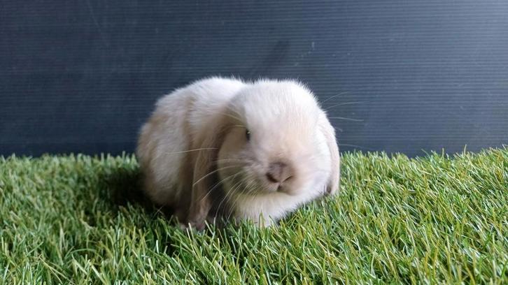 Handtamme vrouwelijke minilop konijnen jong, Animaux & Accessoires, Lapins, Nain, Femelle, 0 à 2 ans, Oreilles tombantes