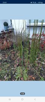 Plantes également pour aquatiques, Jardin & Terrasse