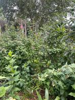 Hibiscus, Tuin en Terras, Planten | Struiken en Hagen, Ophalen