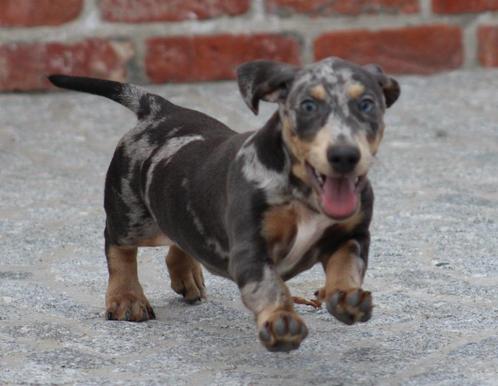 Teckel pup merle korthaar, Dieren en Toebehoren, Honden | Teckels en Dashonden, Reu, Korthaar, Dwerg, Fokker | Professioneel, Eén hond