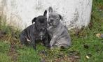 Prachtige Franse Bulldog pups, België, Reu, CDV (hondenziekte), 8 tot 15 weken