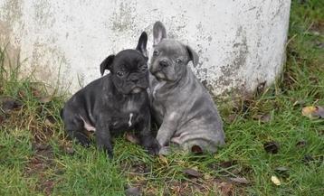 Prachtige Franse Bulldog pups beschikbaar voor biedingen