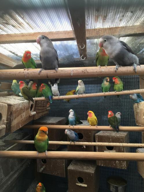 KWEEKRIJPE DWERGPAPEGAAIKES VANAF 45 EURO/KOPPEL, Dieren en Toebehoren, Vogels | Parkieten en Papegaaien, Dwergpapegaai of Agapornis