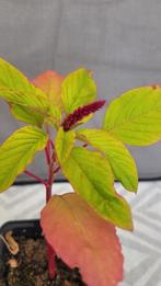 Amaranth kattenstaart, Tuin en Terras, Planten | Tuinplanten, Ophalen, Eenjarig, Siergrassen, Halfschaduw