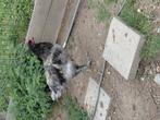 Haan, Dieren en Toebehoren