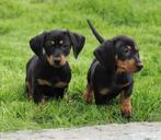 Teckel pups Black & tan korthaar, Dieren en Toebehoren, Honden | Teckels en Dashonden, België, CDV (hondenziekte), 8 tot 15 weken