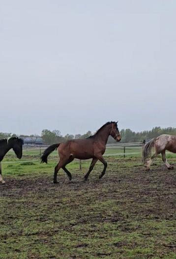 Salvador di arezzo Z x Cassilano (Cassini I) springpaard 2j, 160 à 165 cm, Étalon, 0 à 2 ans, Non dressé
