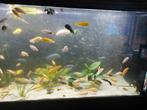 Malawi mix, Dieren en Toebehoren, Vissen | Aquariumvissen