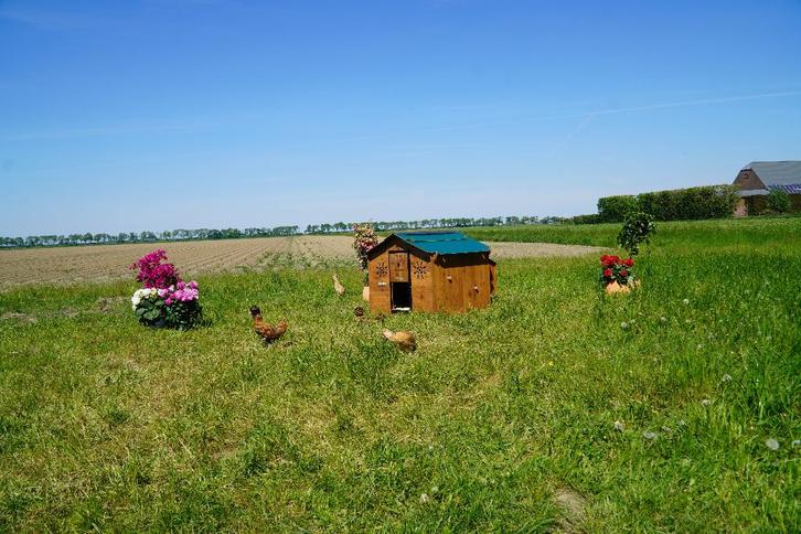 Trespa Kippenhok Cucciolotta | Chalet L, Animaux & Accessoires, Volatiles | Accessoires, Neuf, Poulailler, Enlèvement ou Envoi