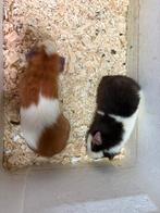 Us theddy . Cavia., Dieren en Toebehoren, Knaagdieren, Cavia, Juni, Mannelijk, Tam