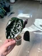 Alocasia Sedenii, Ophalen of Verzenden
