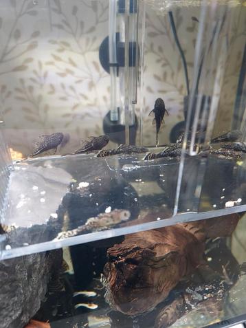 Ancistrus Pleco beschikbaar voor biedingen