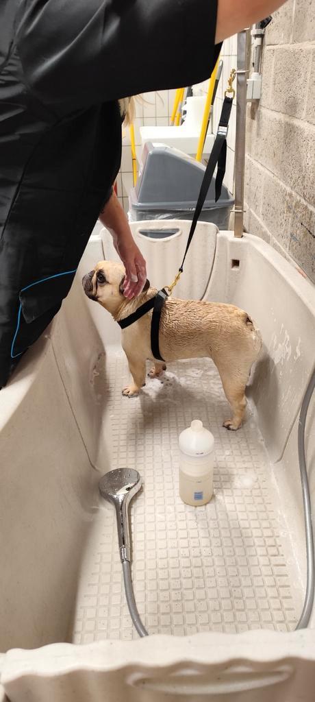 Dringend gezocht, Dieren en Toebehoren, Honden-accessoires, Zo goed als nieuw, Ophalen