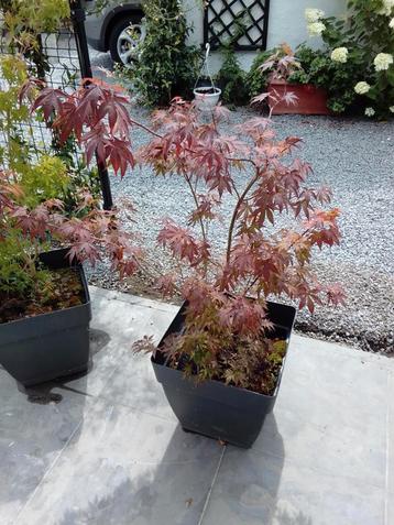 Érable japonais en pot, Enlèvement